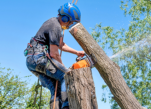tree service redlands ca