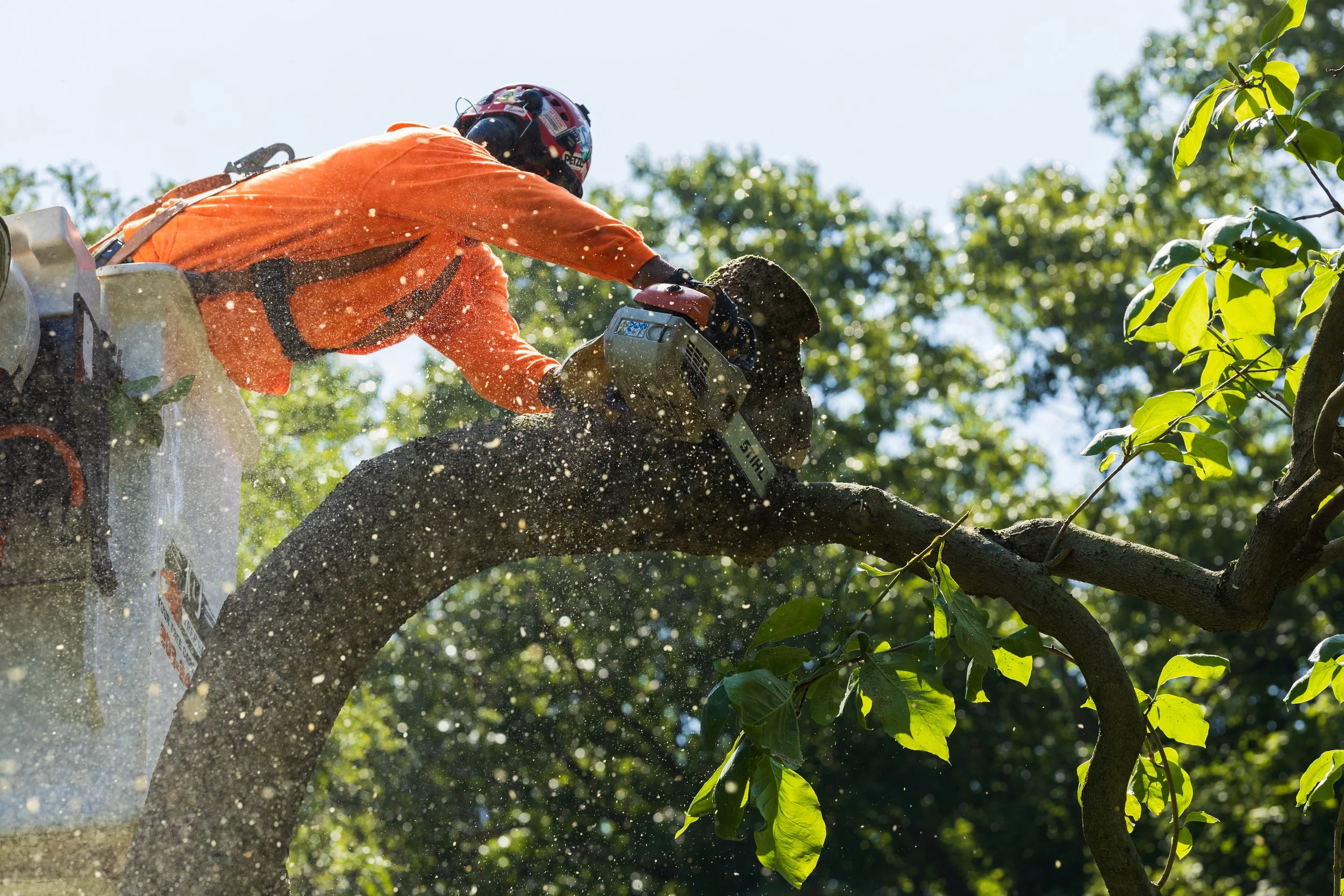 tree service redlands ca