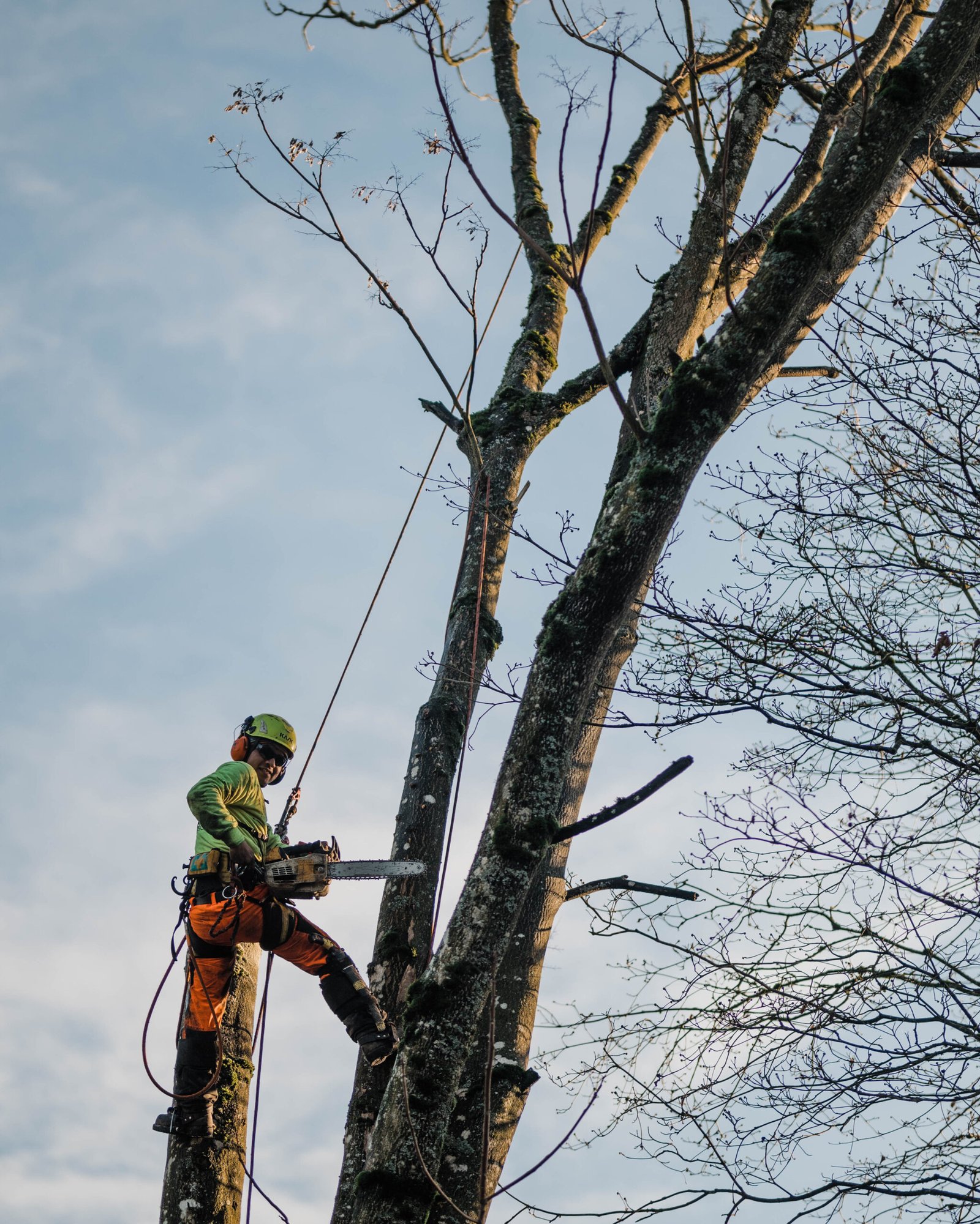 tree service redlands ca