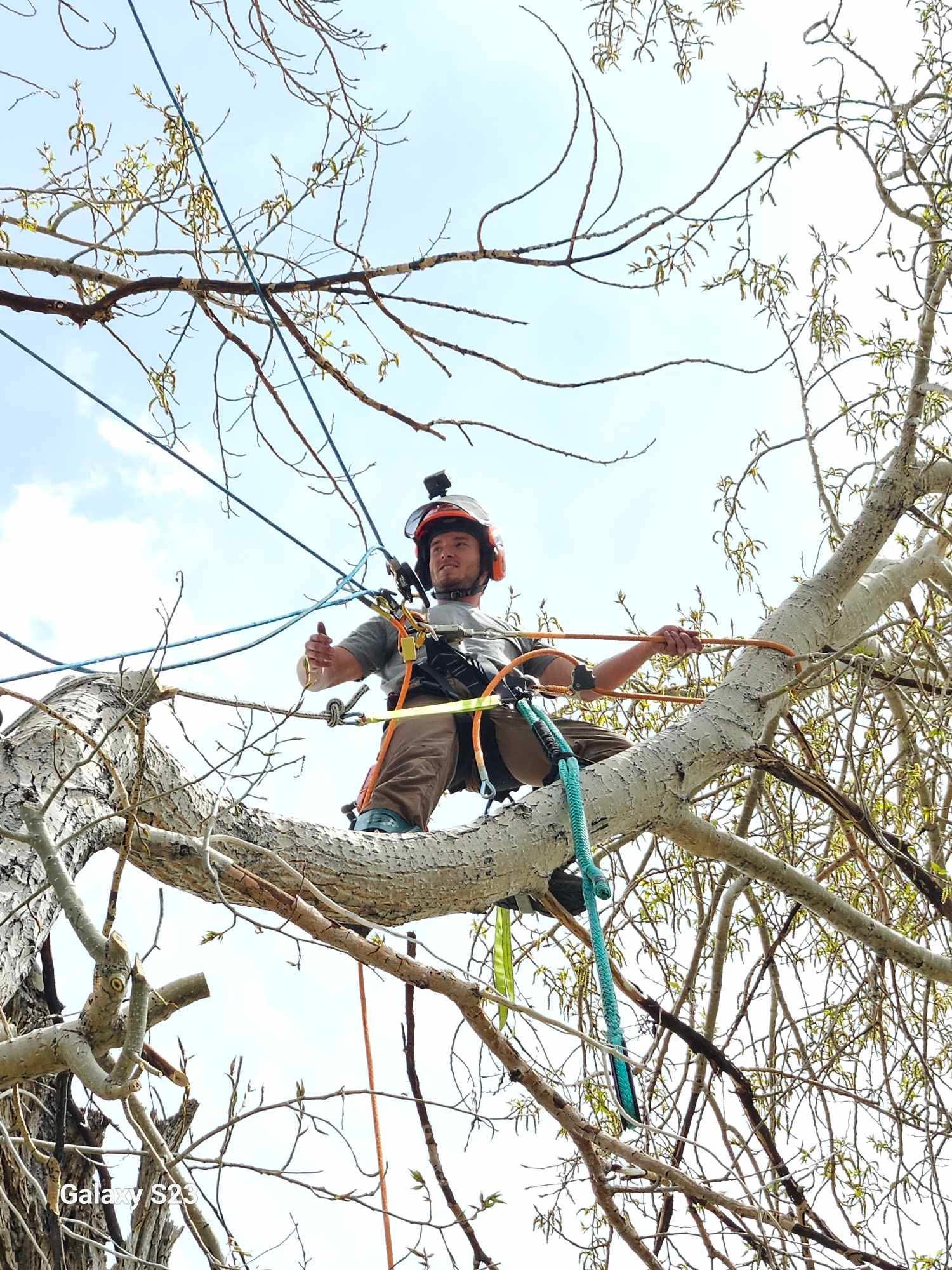 tree service redlands ca
