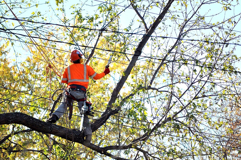 tree service redlands ca