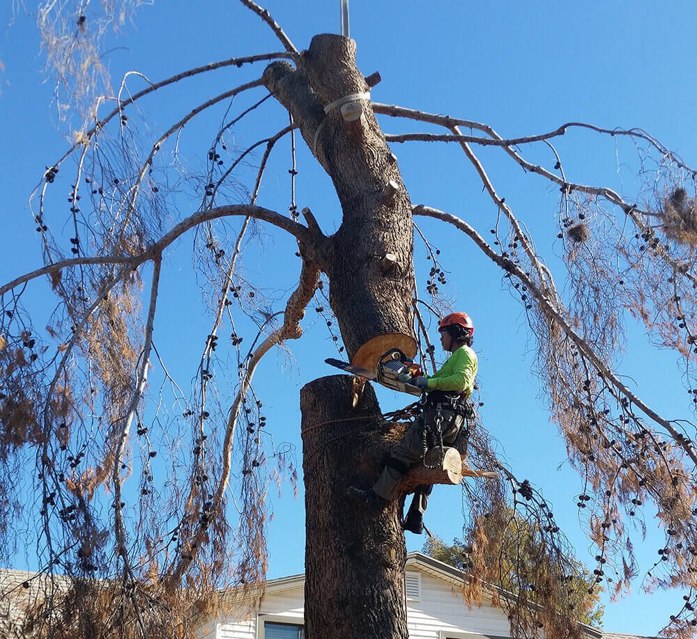 tree service redlands ca