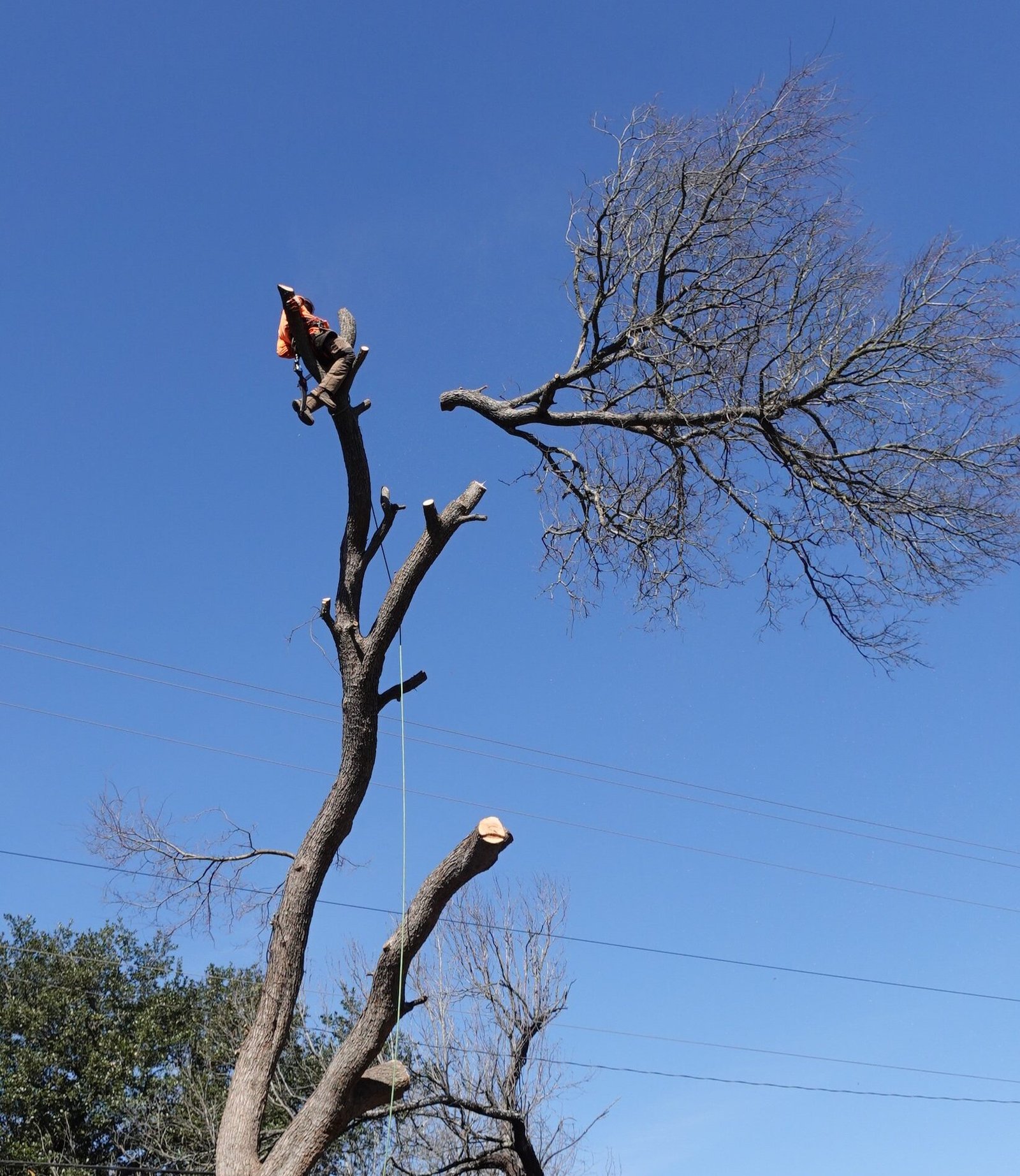 tree service redlands ca