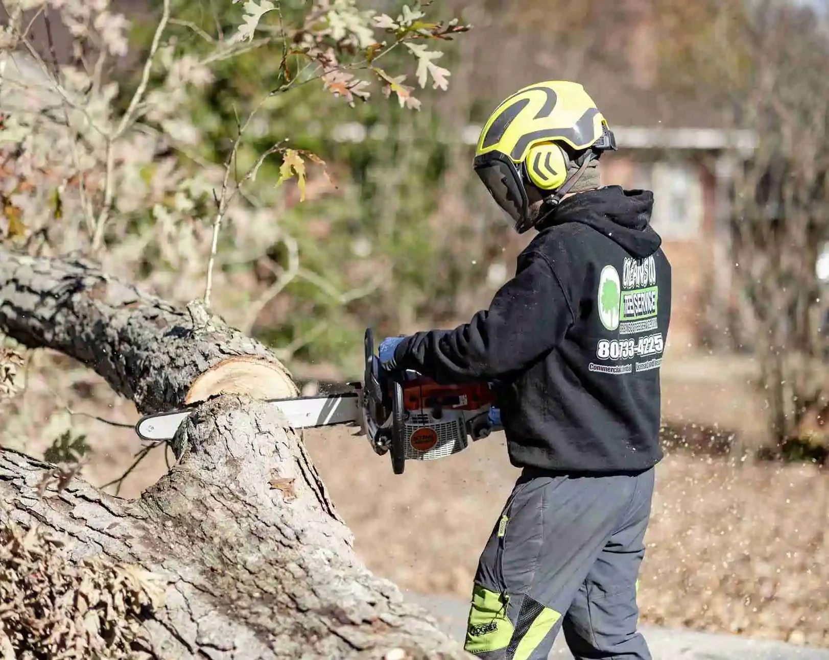 Safe tree trimming in Redlands, CA